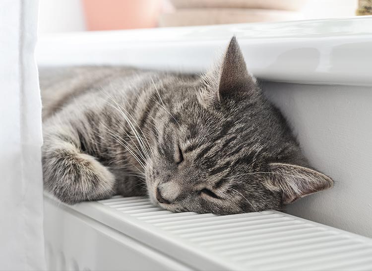 Un chat sur un radiateur